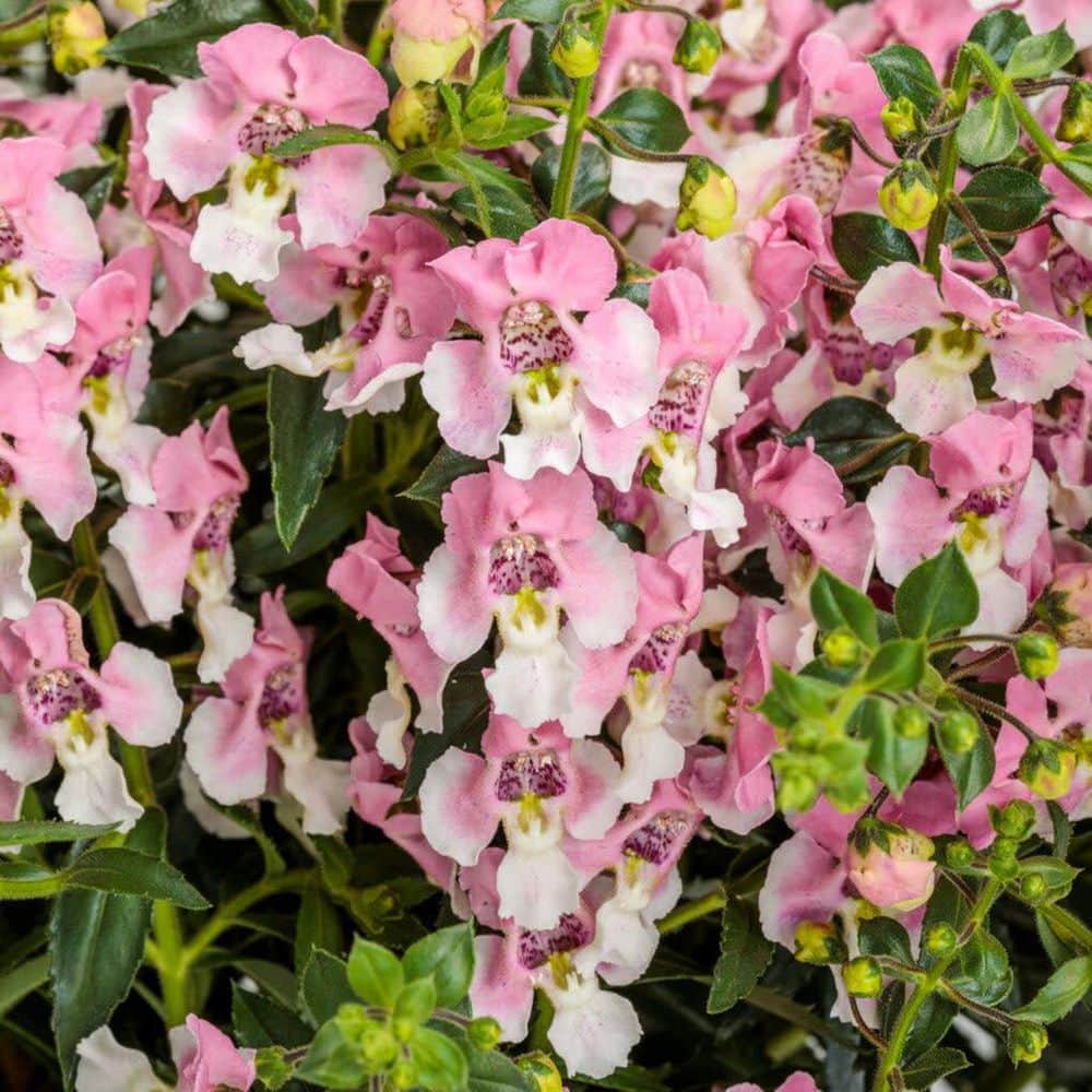 4.25 in. Eco+ Grande Angelface Wedgewood Pink Summer Snapdragon (Angelonia hybrid) Annual Plant with Pink Flowers 4-Pack - Hercitys