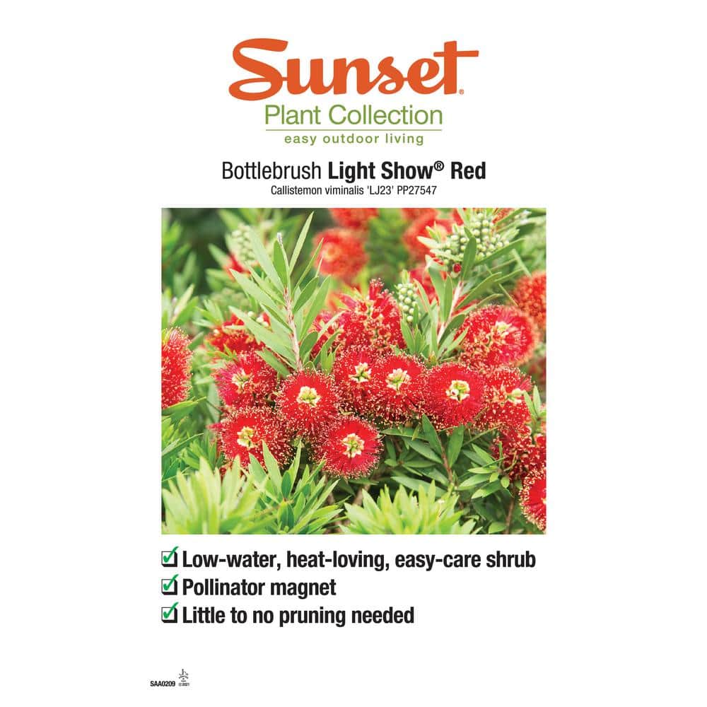 2 Gal. Light Show Bottlebrush Dwarf Plant with Red Flowers - Hercitys