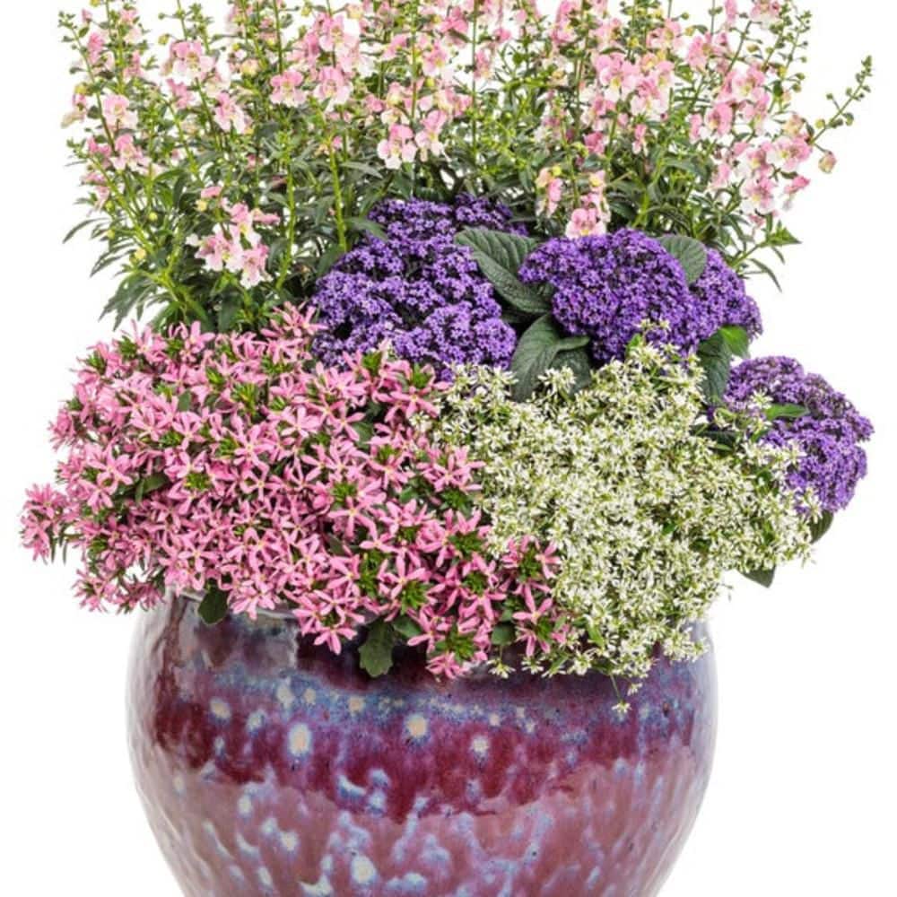 4.25 in. Eco+ Grande Stardiva Pink Fan Flower (Scaevola Aemula) Live Annual Plant with Pink Flowers 4-Pack - Hercitys