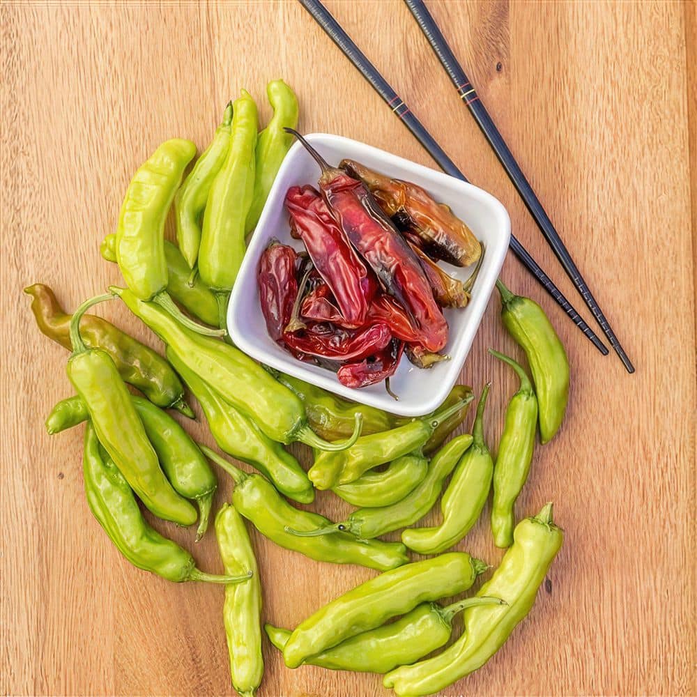 2.5 in. Chile Pepper Shishito Plant (3-Pack) - Hercitys