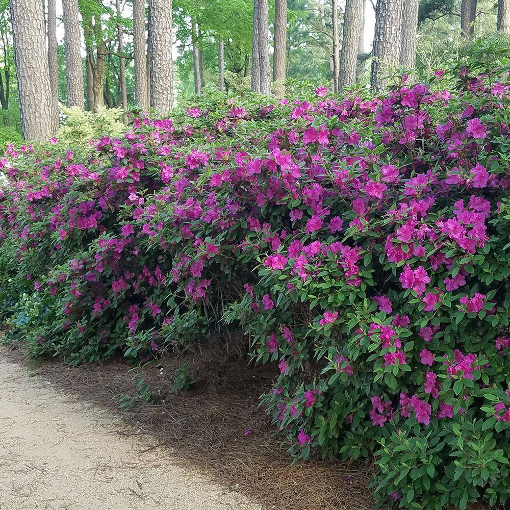 3 Gal. Autumn Royalty Reblooming Azalea Shrub with Purple Flowers - Hercitys
