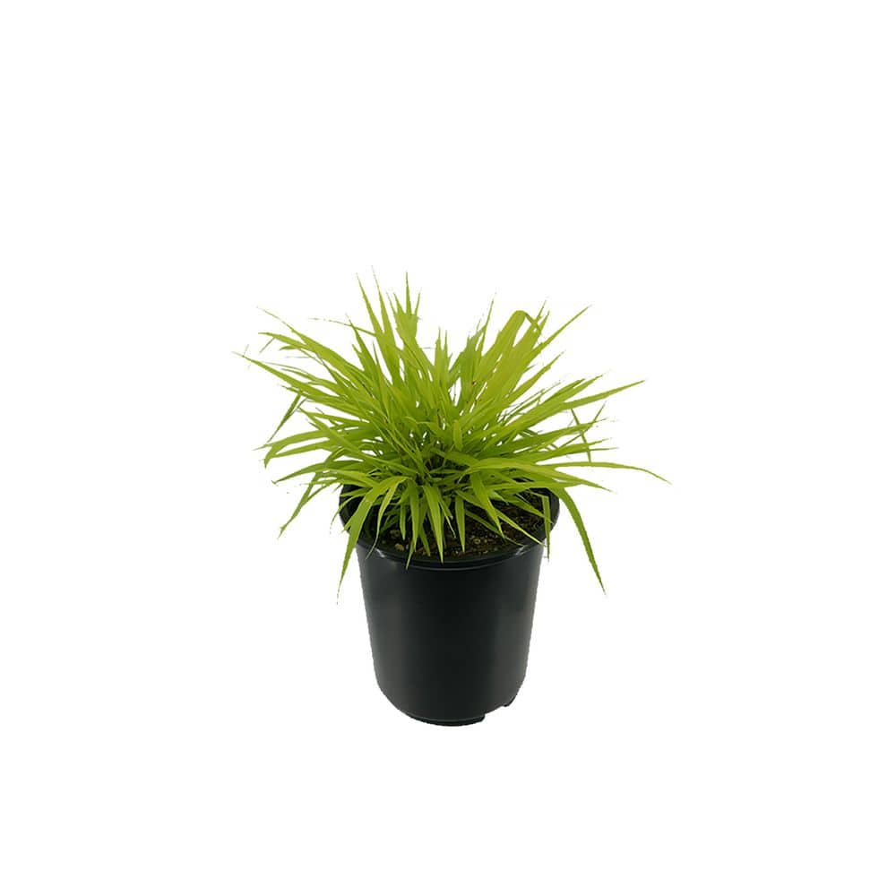 2.5 qt. Perennial Grass Hakonechloa m. Aureola (4-Pack) - Hercitys