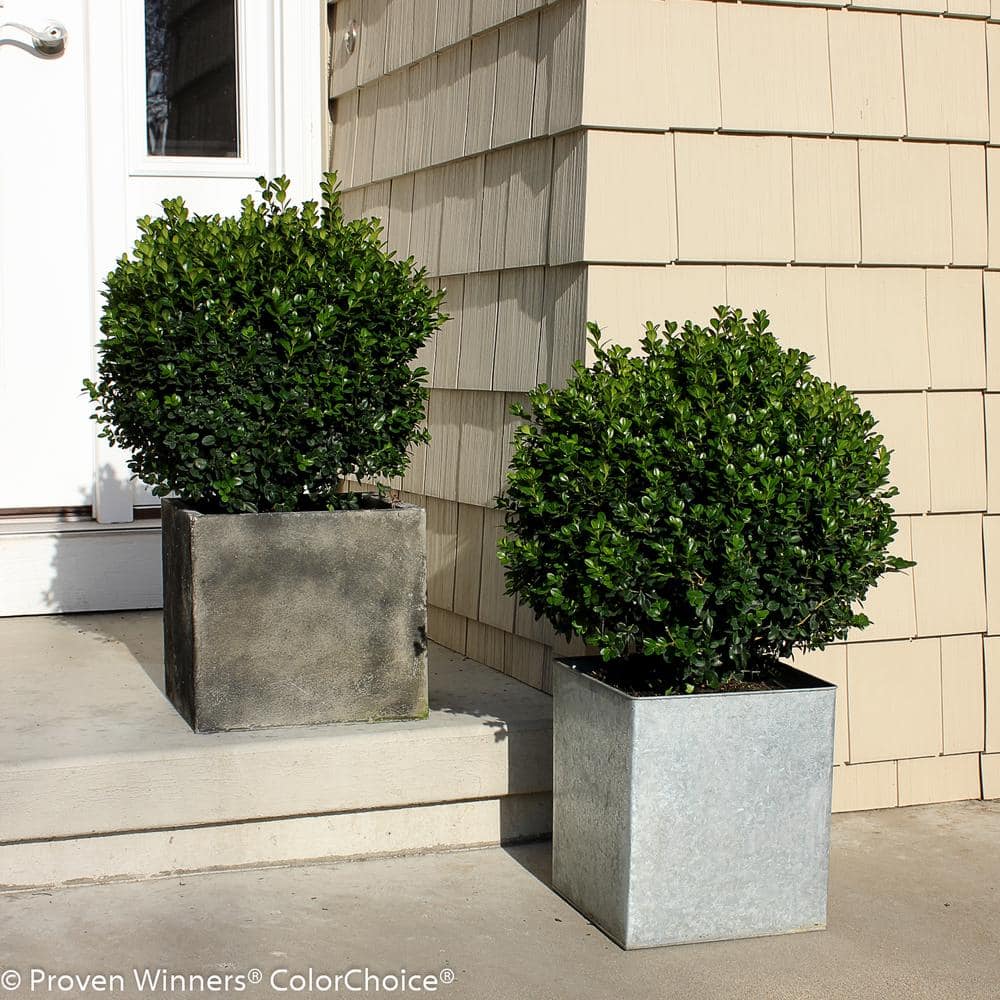 4.5 in. Qt. Sprinter Boxwood (Buxus) Live Evergreen Shrub, Green Foliage - Hercitys