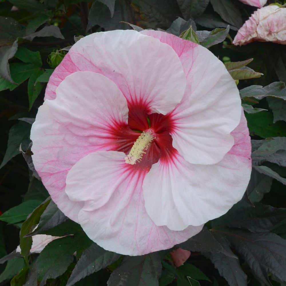 2 Gal. Summerific Perfect Storm Rose Mallow (Hibiscus Hybrid) Live Perennial Plant with White Flowers - Hercitys