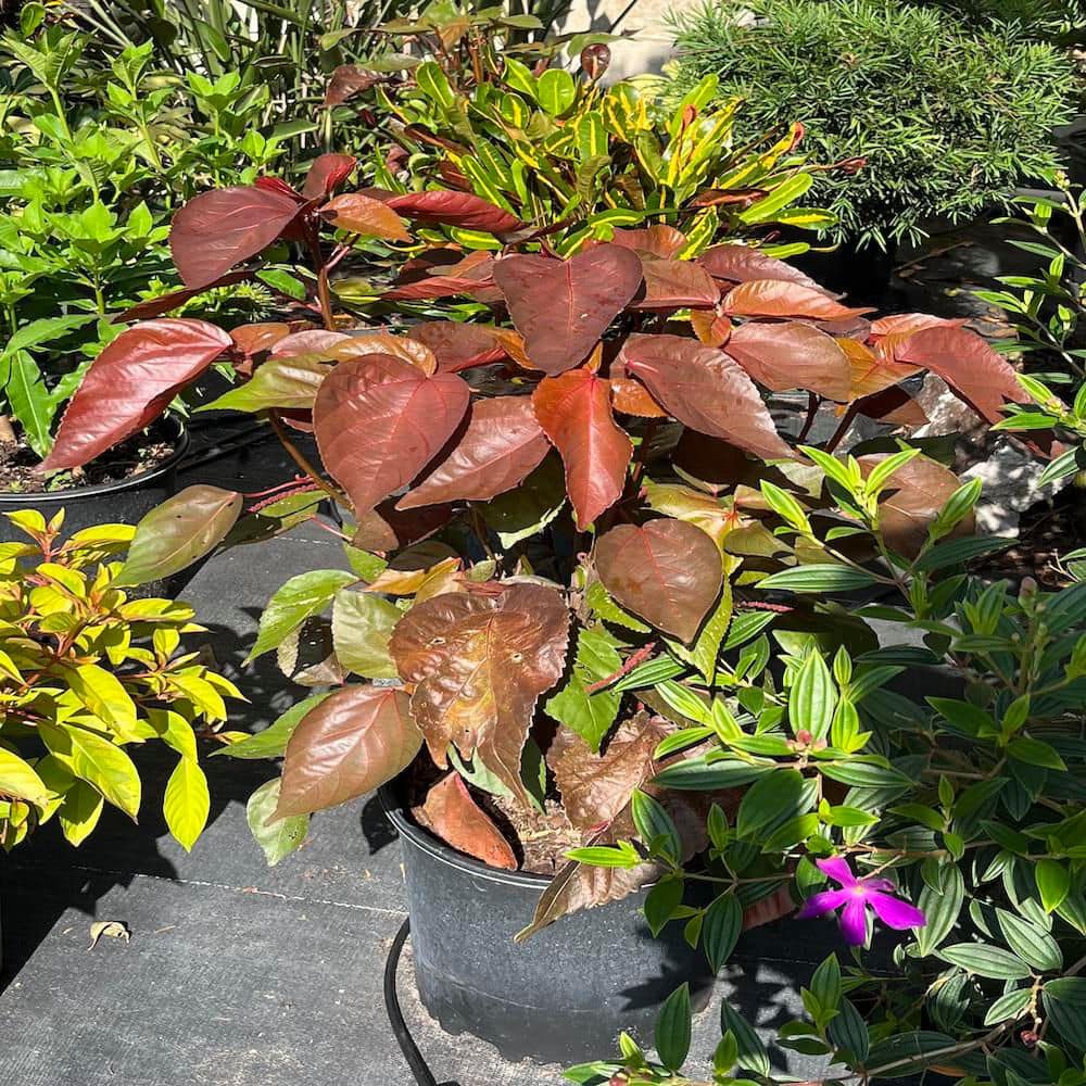 3 Gal. Red Copper Plant Non Flowering Shrub - Hercitys