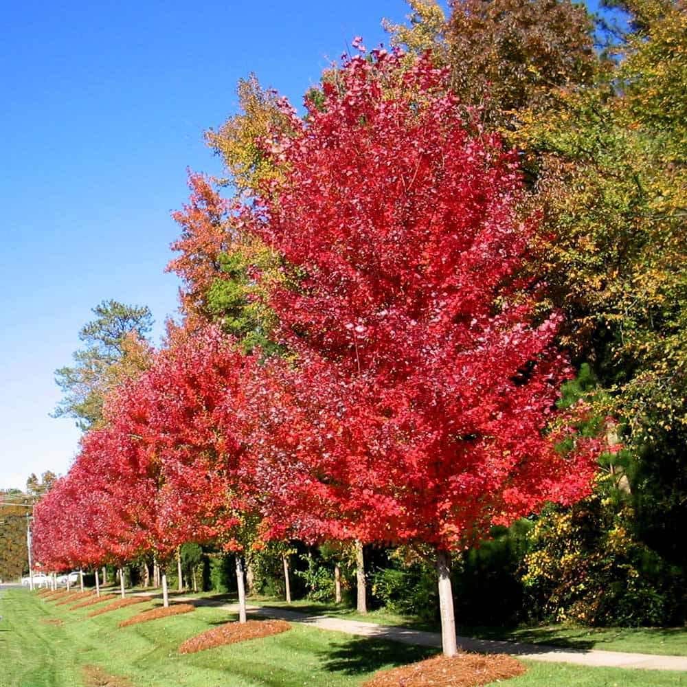 5 ft. to 6 ft. Tall 5 Gal. Autumn Blaze Maple Tree - Hercitys