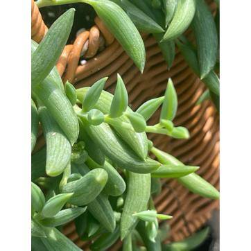 5 in. Senecio Radicans – String of Bananas with White Flowers, Succulent Plants in Grower Hanging Pot - Hercitys