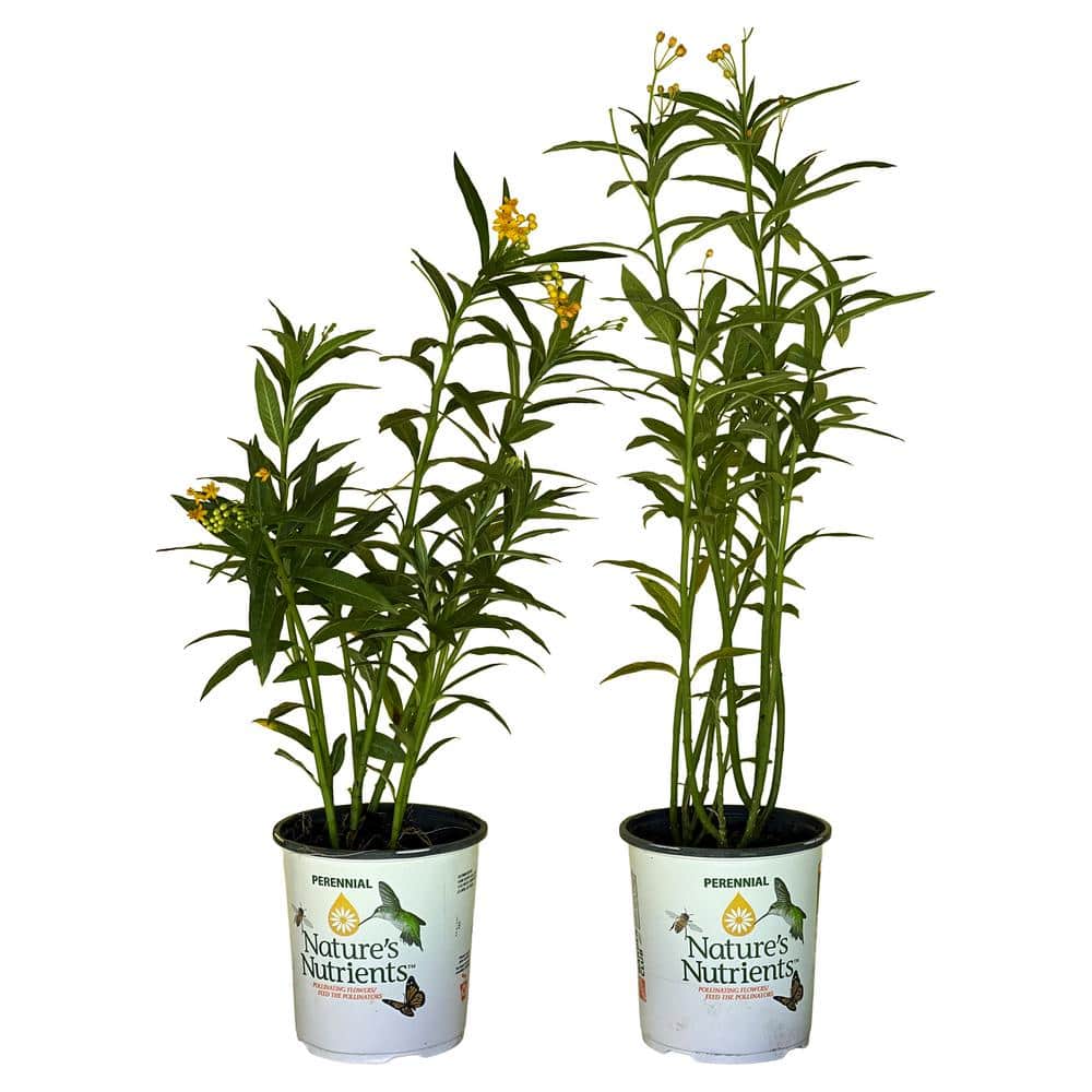 2.5 qt. Asclepias Butterfly Weed Plant Gold Flower in Grower’s Pot (2-Packs) - Hercitys