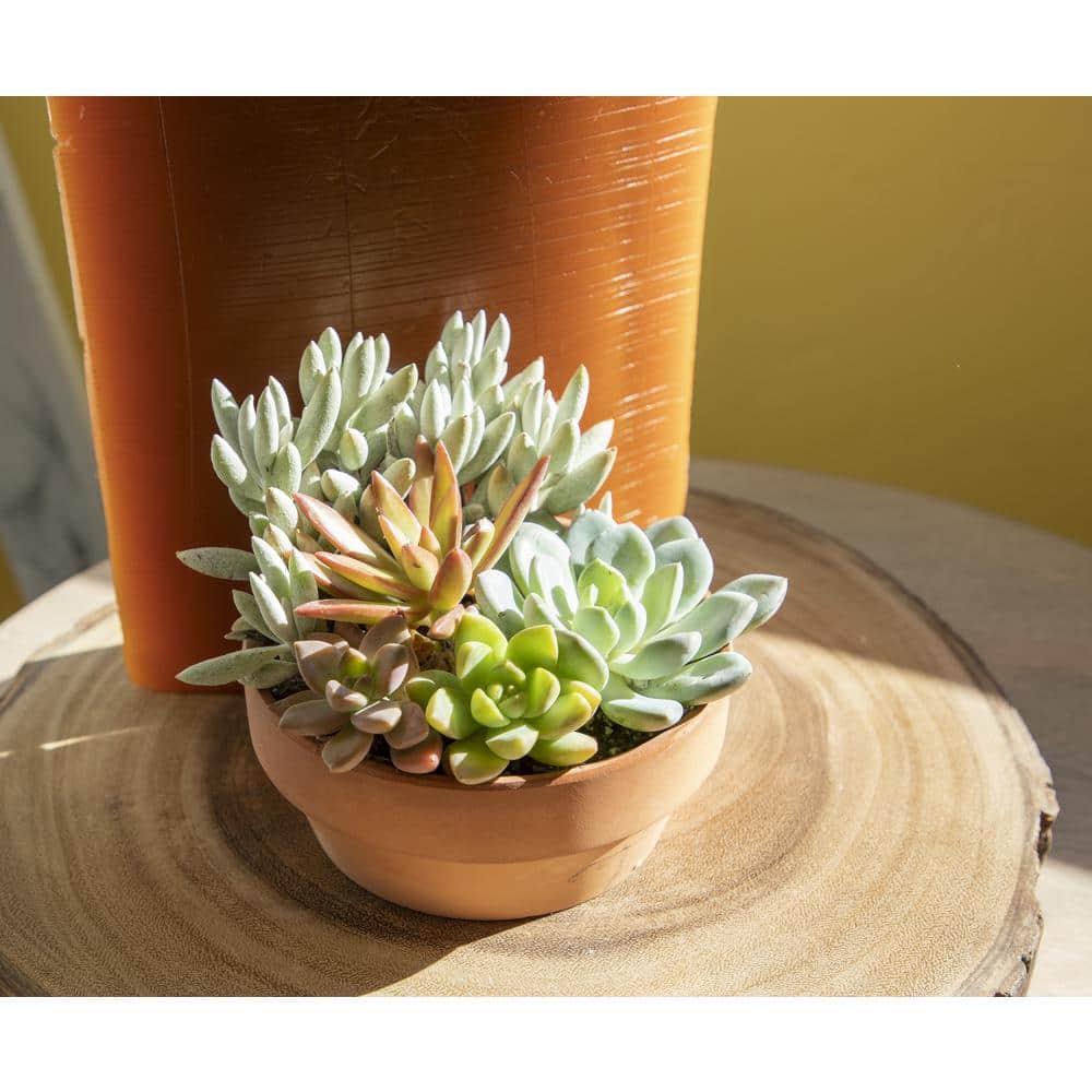 5 in. Succulent Garden in Deep Dish Terra Cotta Clay Planter - Hercitys