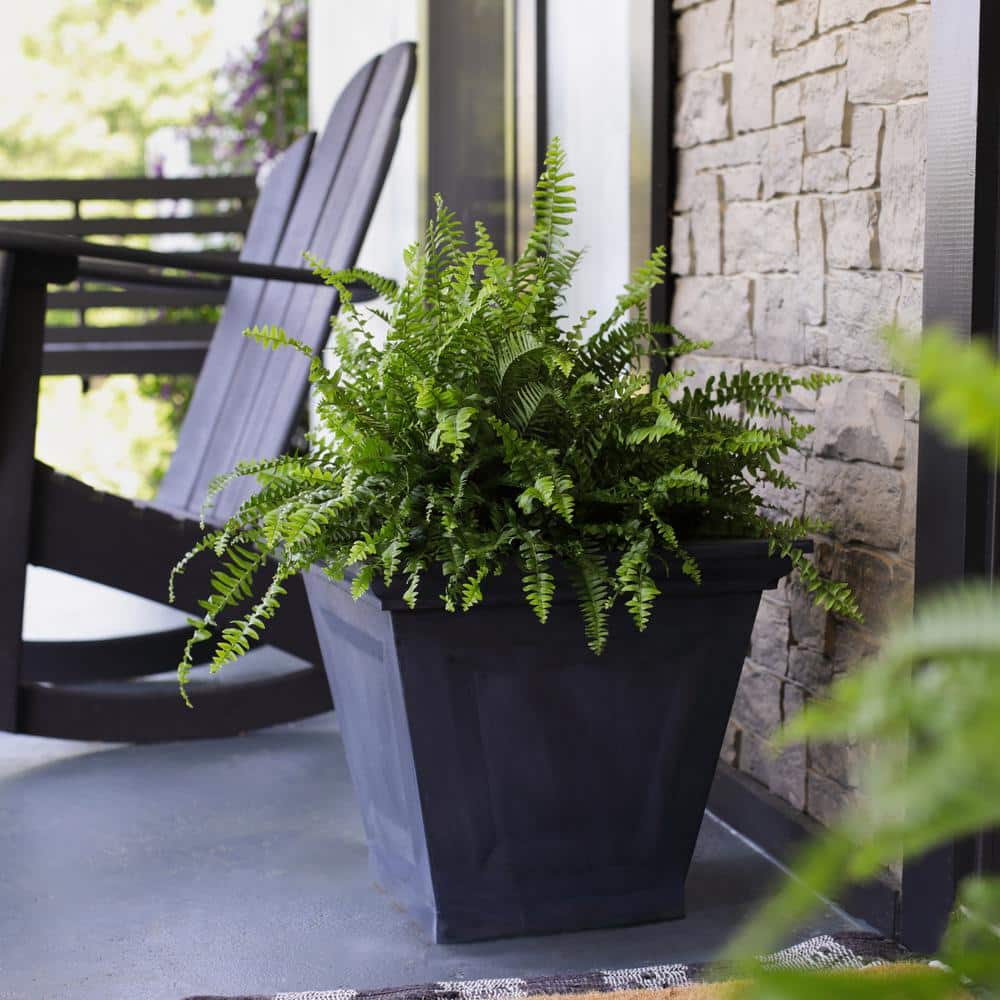 10 in. Boston Fern Nephrolepis Exaltata Annual Plant Hanging Basket (1-Pack) - Hercitys