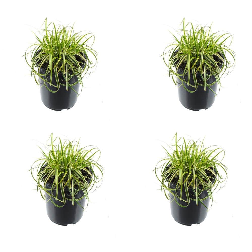 2.5 qt. Grass Carex Oshimensis Feather Falls Perennial (4-Pack) - Hercitys