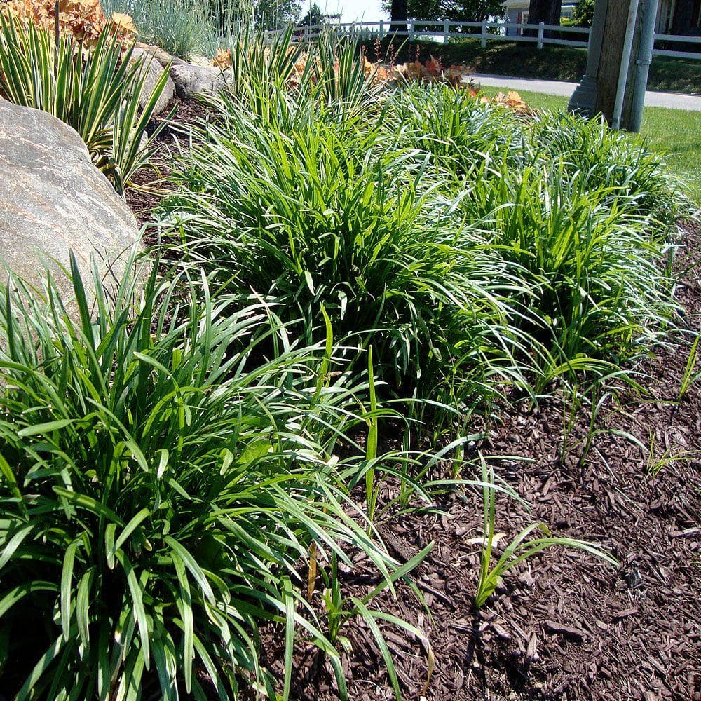 1 gal. Big Blue Lily Turf Plant - Hercitys