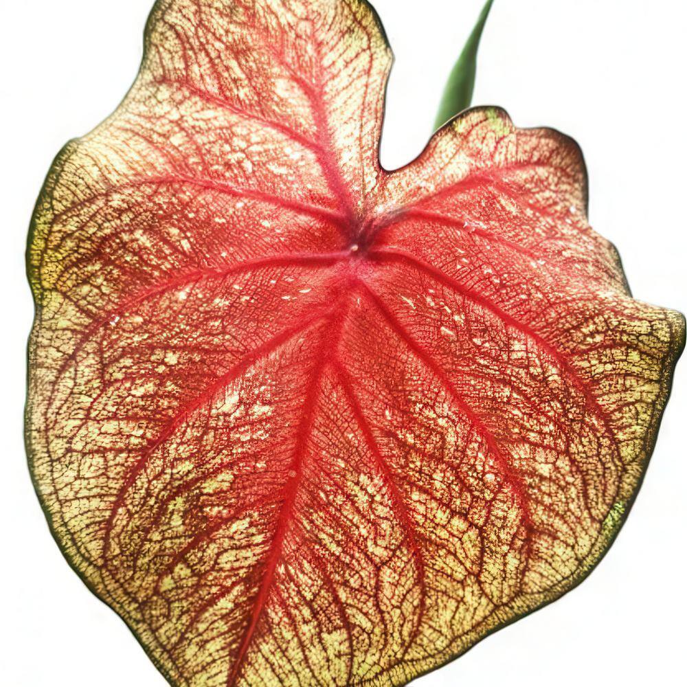 4 in. Caladium Southern Charm Perennial Plant (3-Pack) - Hercitys