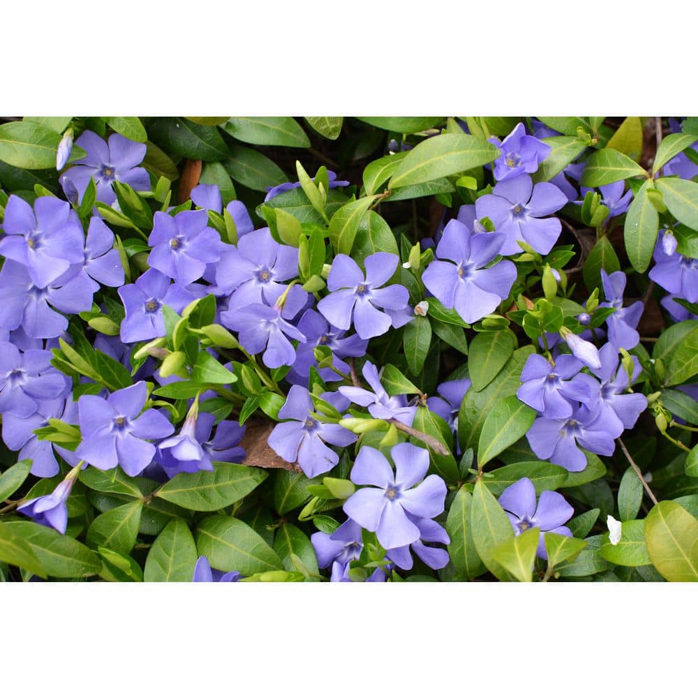 1 Gal. Periwinkle Flowering Groundcover Shrub with Violet-Blue Flowers (2-Pack) - Hercitys