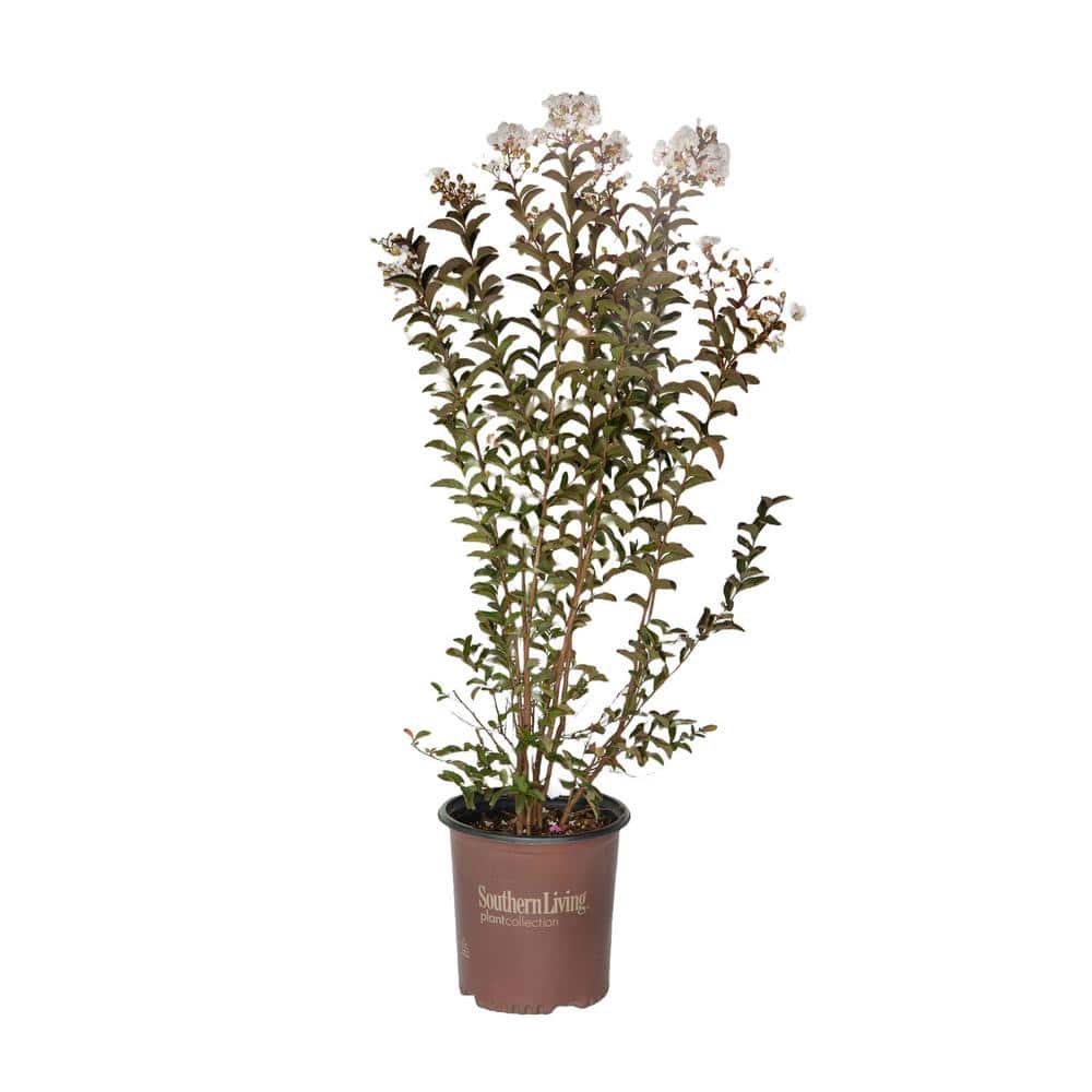 2 Gal. Delta Moonlight Crape Myrtle, Live Deciduous Shrub/Tree, Burgundy Foliage , White Blooming - Hercitys