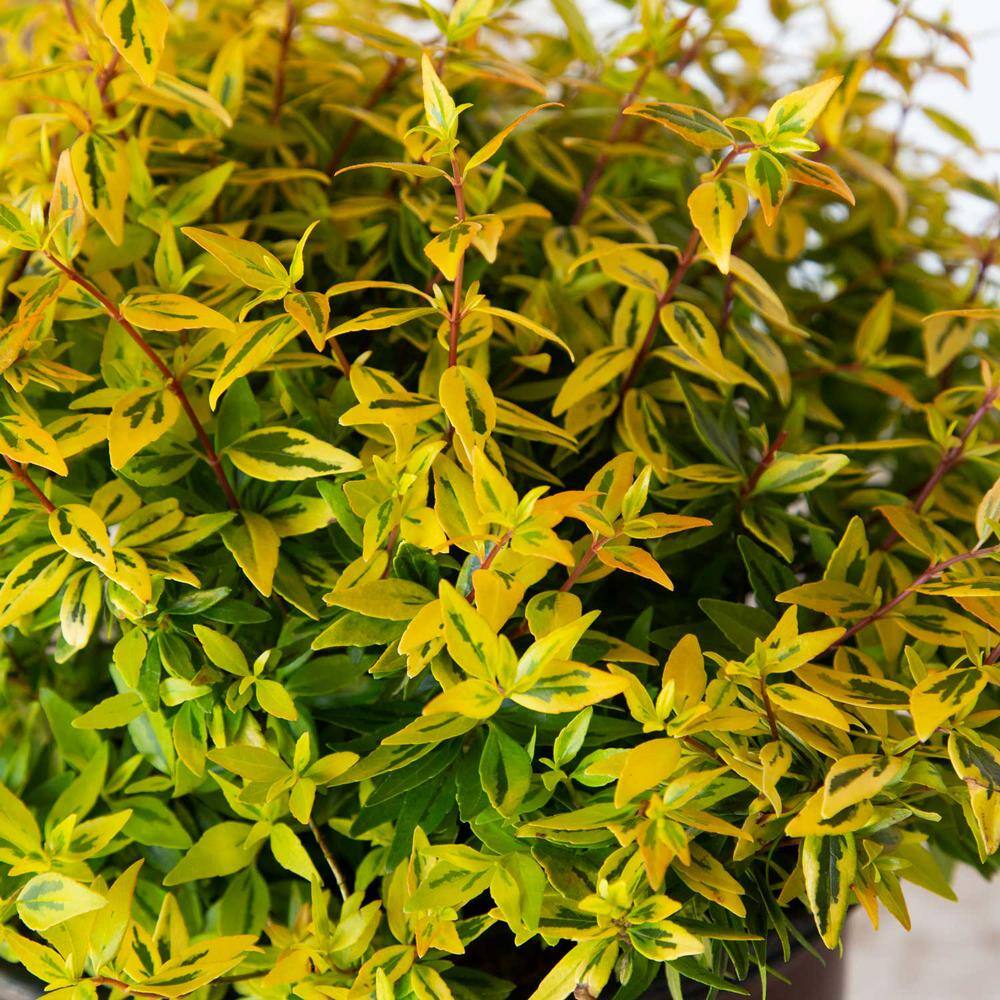 2 Gal. Suntastic Peach Abelia with Petite White Blooms, Live Semi-Evergreen Shrub Plant - Hercitys