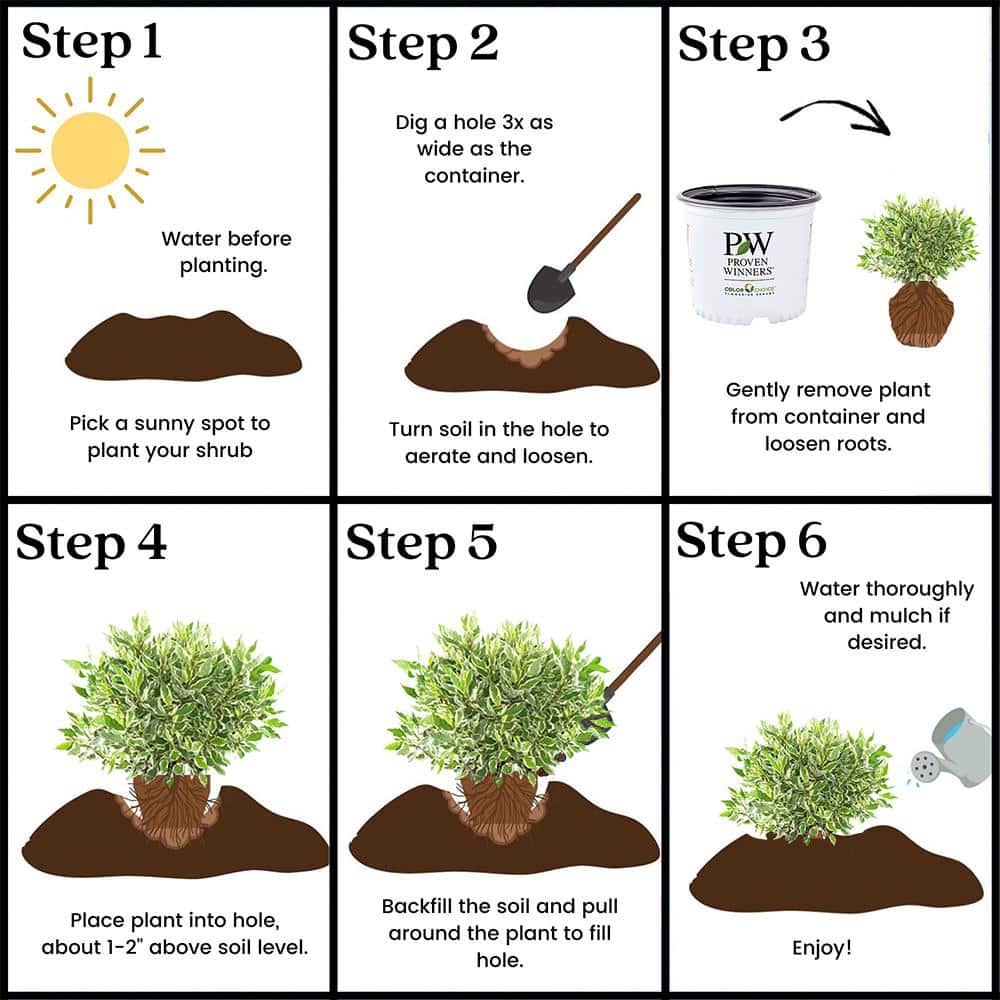 2 Gal. Sgt Pepper Dogwood Shrub - Hercitys