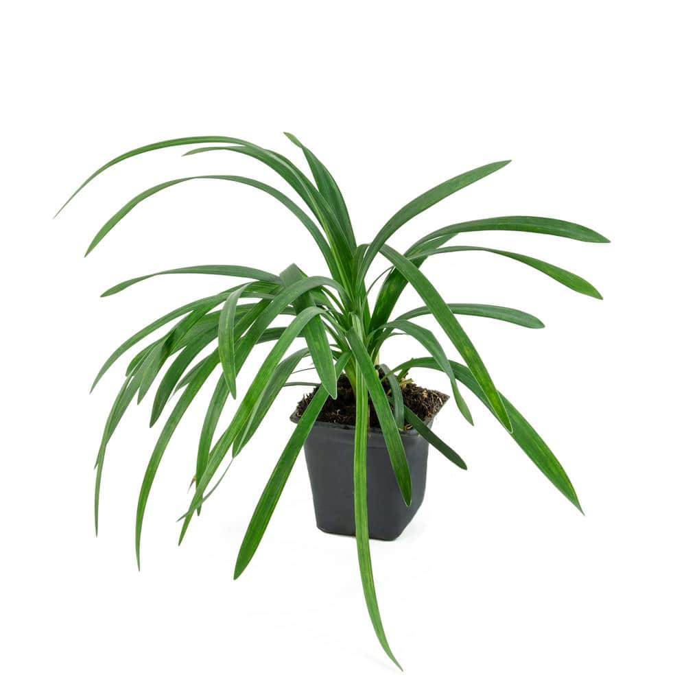 4 in. Big Blue Liriope Plant with Purple Blooms (6-Piece) - Hercitys