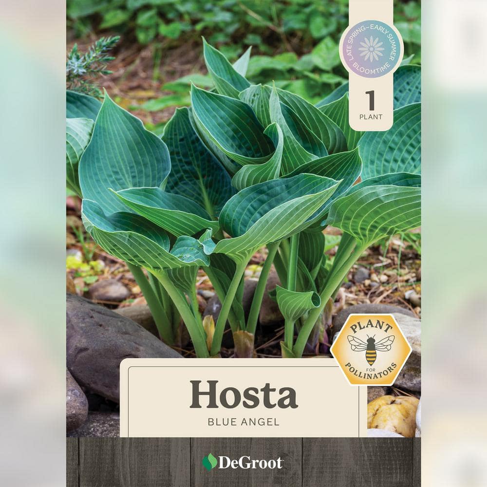 1 Gal. Blue Angel Hosta, Live Perennial Plant, Blue-Green Foliage - Hercitys