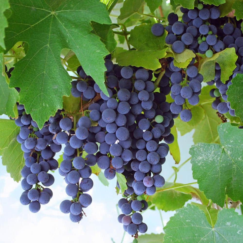 #2 Container Concord Grape Vine Plant - Hercitys