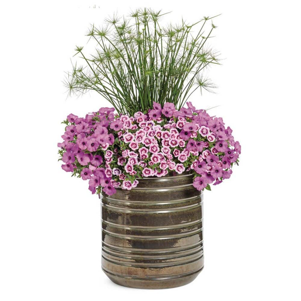 4.25 in. Eco+ Grande Superbells Double Smitten Pink (Calibrachoa hybrid) Live Annual Plant with Pink Flowers 4-Pack - Hercitys