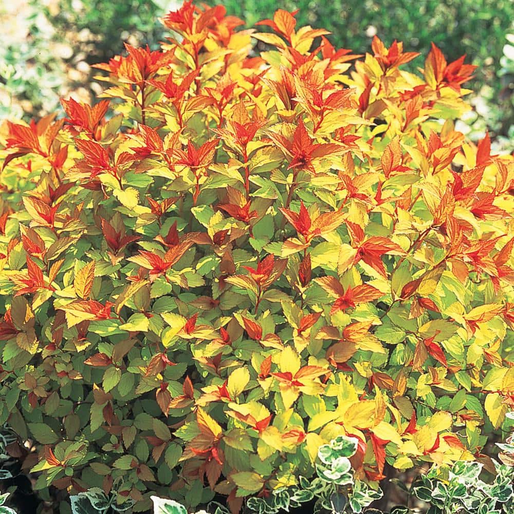 1 Gal. Pot, Magic Carpet Spirea Potted Deciduous Flowering Shrub (1-Pack) - Hercitys