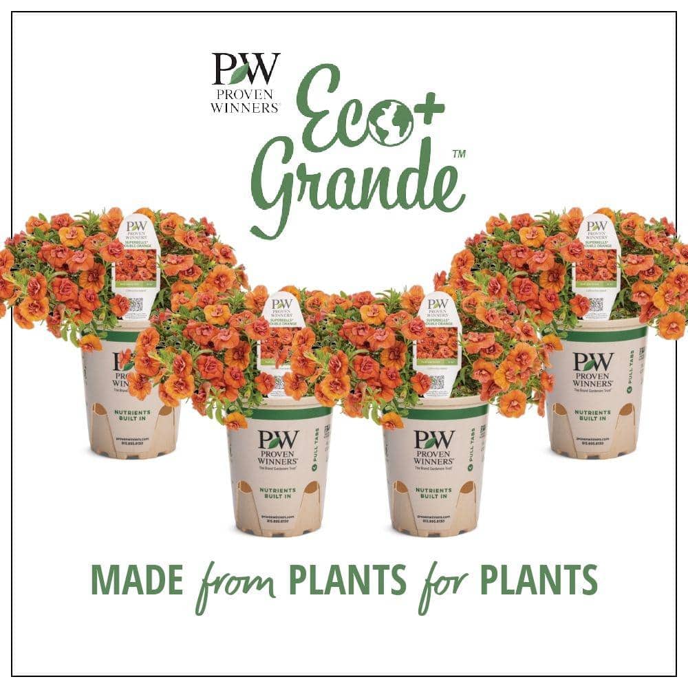 4.25 in. Eco+Grande Superbells Double Orange (Calibrachoa) Live Plant, Orange Flowers (4-Pack) - Hercitys