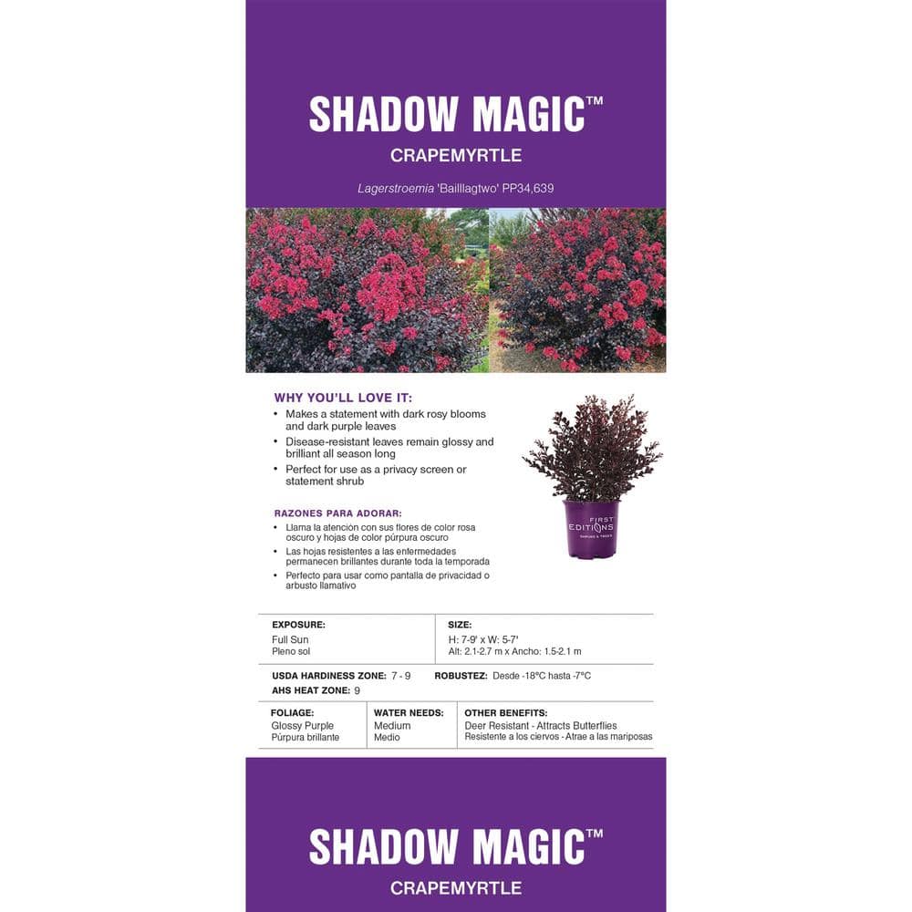 2 Gal. Shadow Magic Crape Myrtle Flowering Shrub with Dark Leaves and Dark Pink Flowers - Hercitys