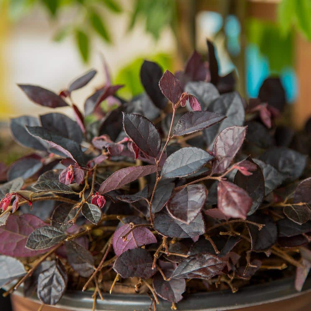 2.5 Qt. Purple Pixie Dwarf Weeping Loropetalum, Groundcover Evergreen Shrub with Purple Foliage, Pink Blooms - Hercitys