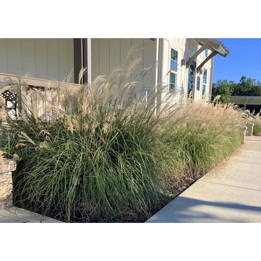 2.5 Gal. Adagio Miscanthus Grass (Dwarf Maiden Grass) Live Plant - Hercitys