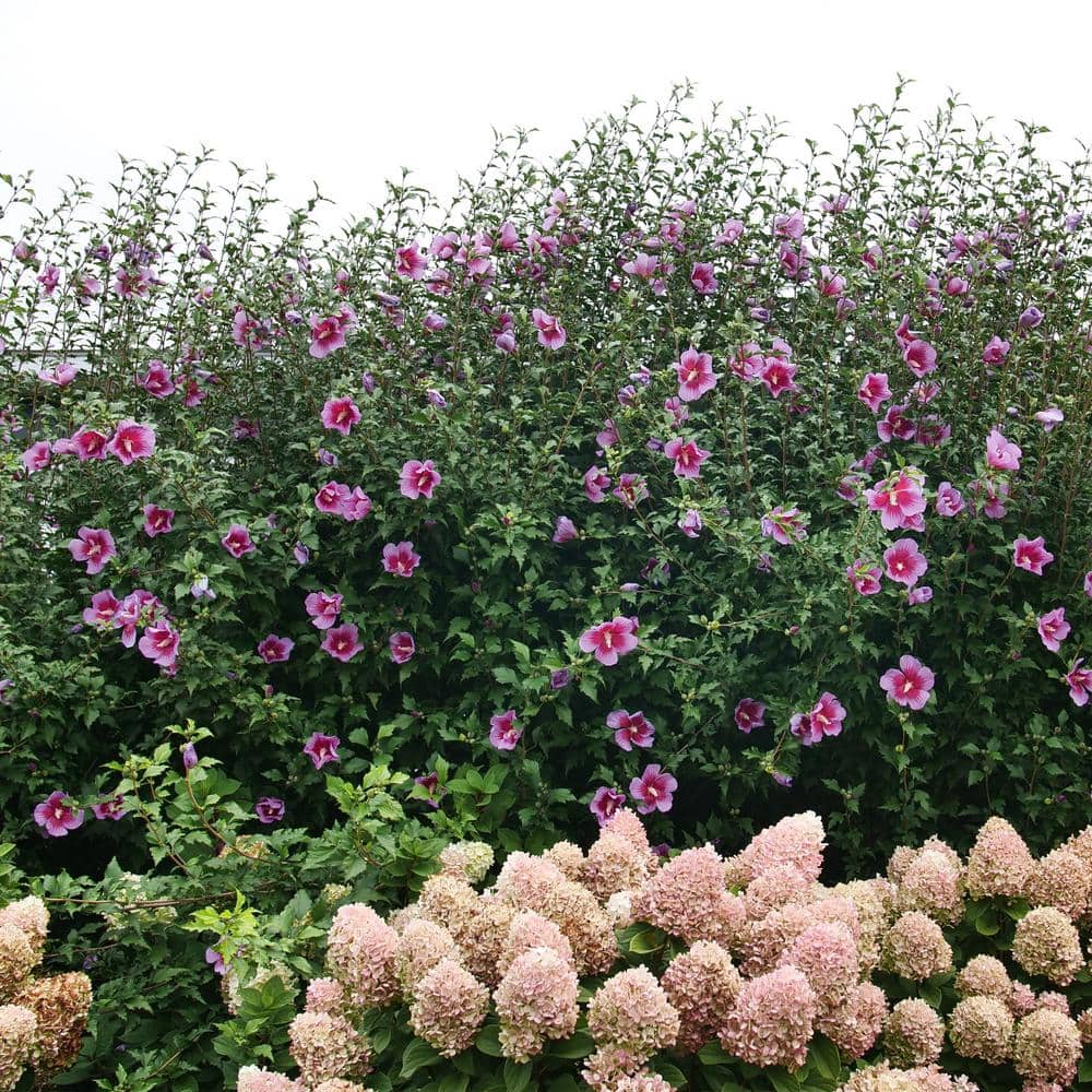 2 Gal. Purple Pillar Rose of Sharon (Hibiscus) Plant with Purple Flowers - Hercitys