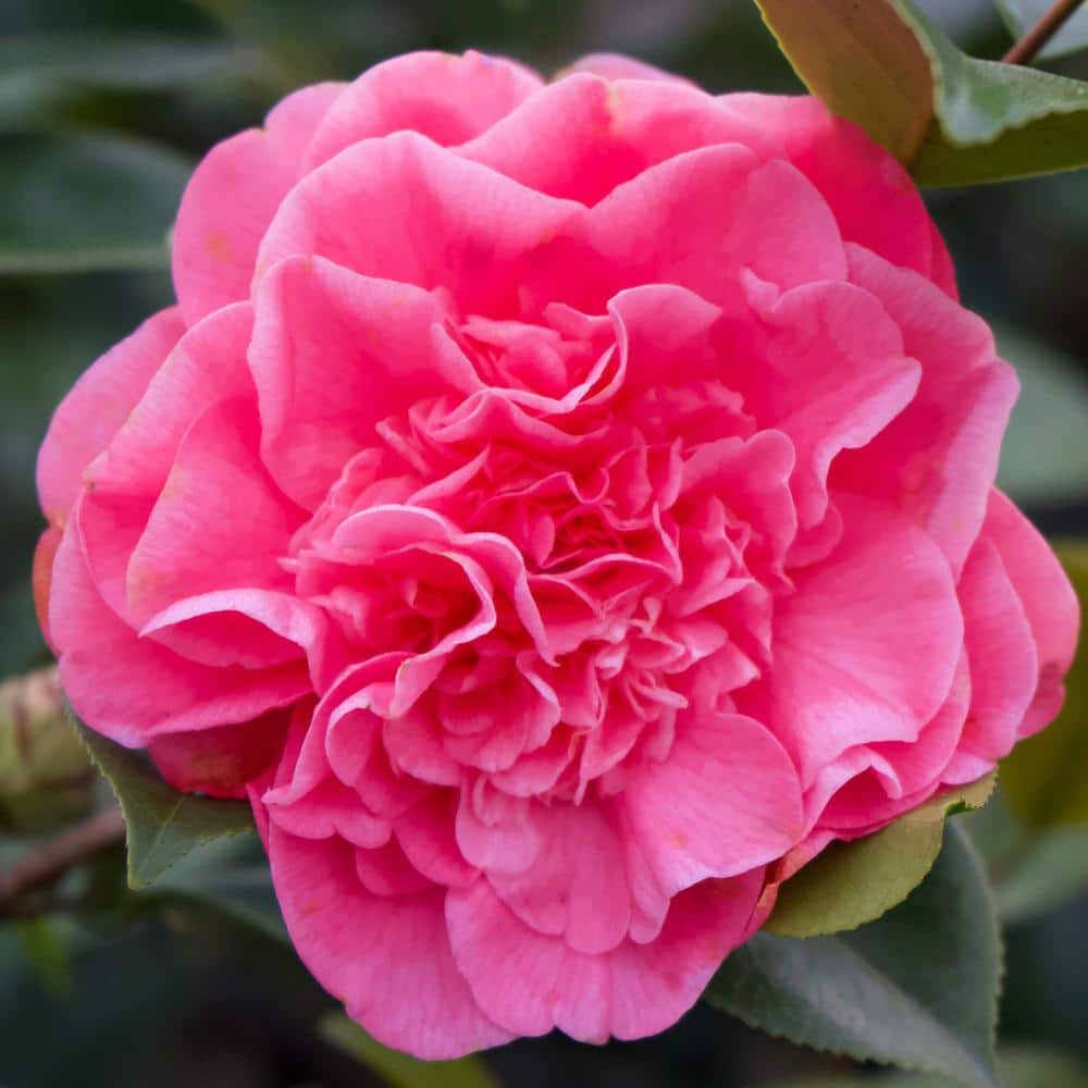 #5 container Spellbound Pink Camellia Plant - Hercitys