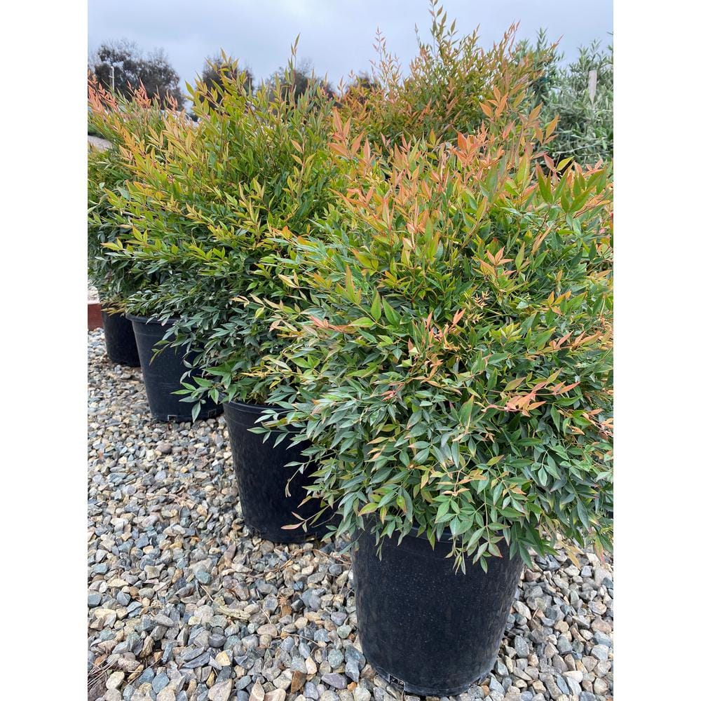 #5 Container Gulfstream Heavenly Bamboo Shrub (2-pack) - Hercitys