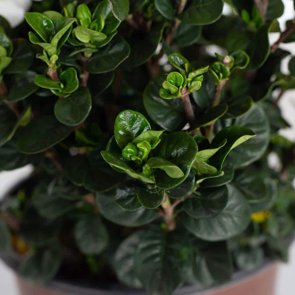 2 Gal. Diamond Spire Gardenia Shrub with Fragrant White Flowers - Hercitys