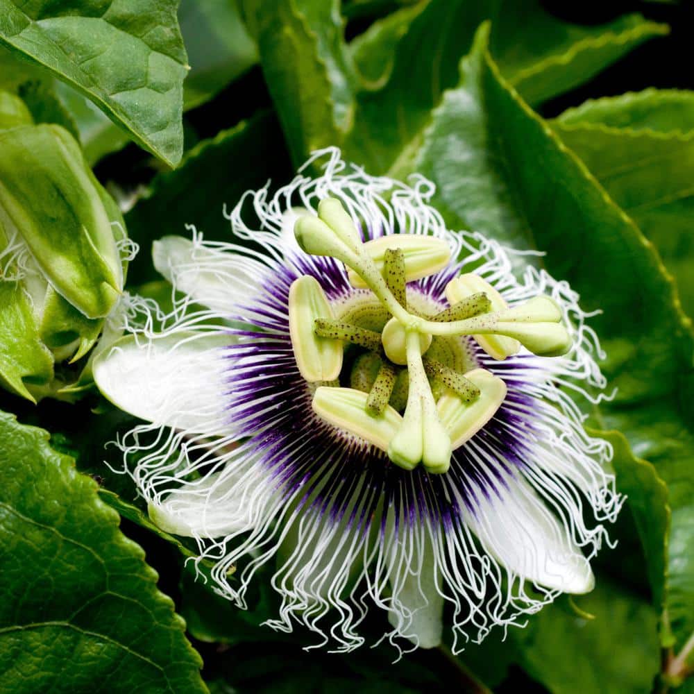 4 in. Passion Fruit Poppin’ Passion Annual Plant with White-Purple Flowers (3-Pack) - Hercitys