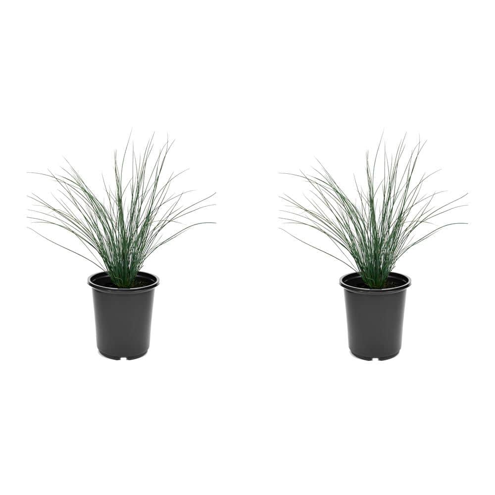2.5 qt. Perennial Grass Juncus Inflexus Blue Dart (2-Pack) - Hercitys