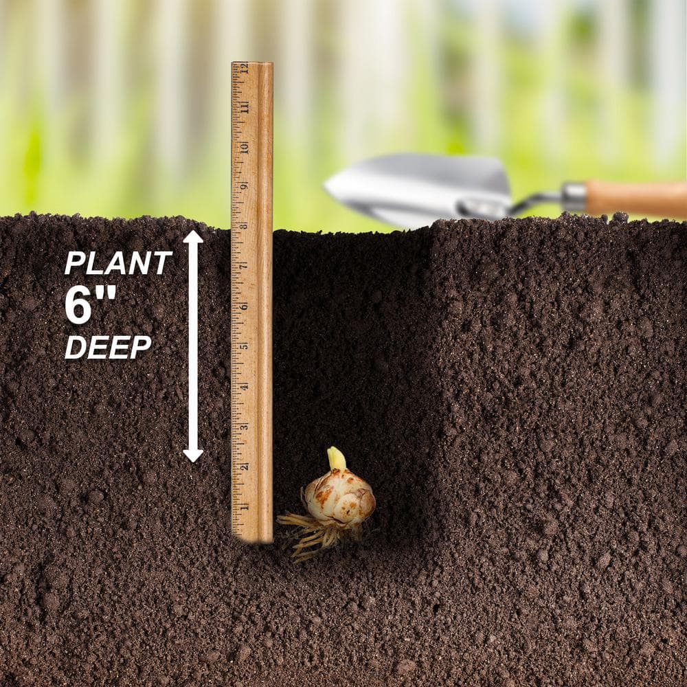 14/16cm, Double Elodie Asiatic Lily Flower Bulbs (Bag of 2) - Hercitys