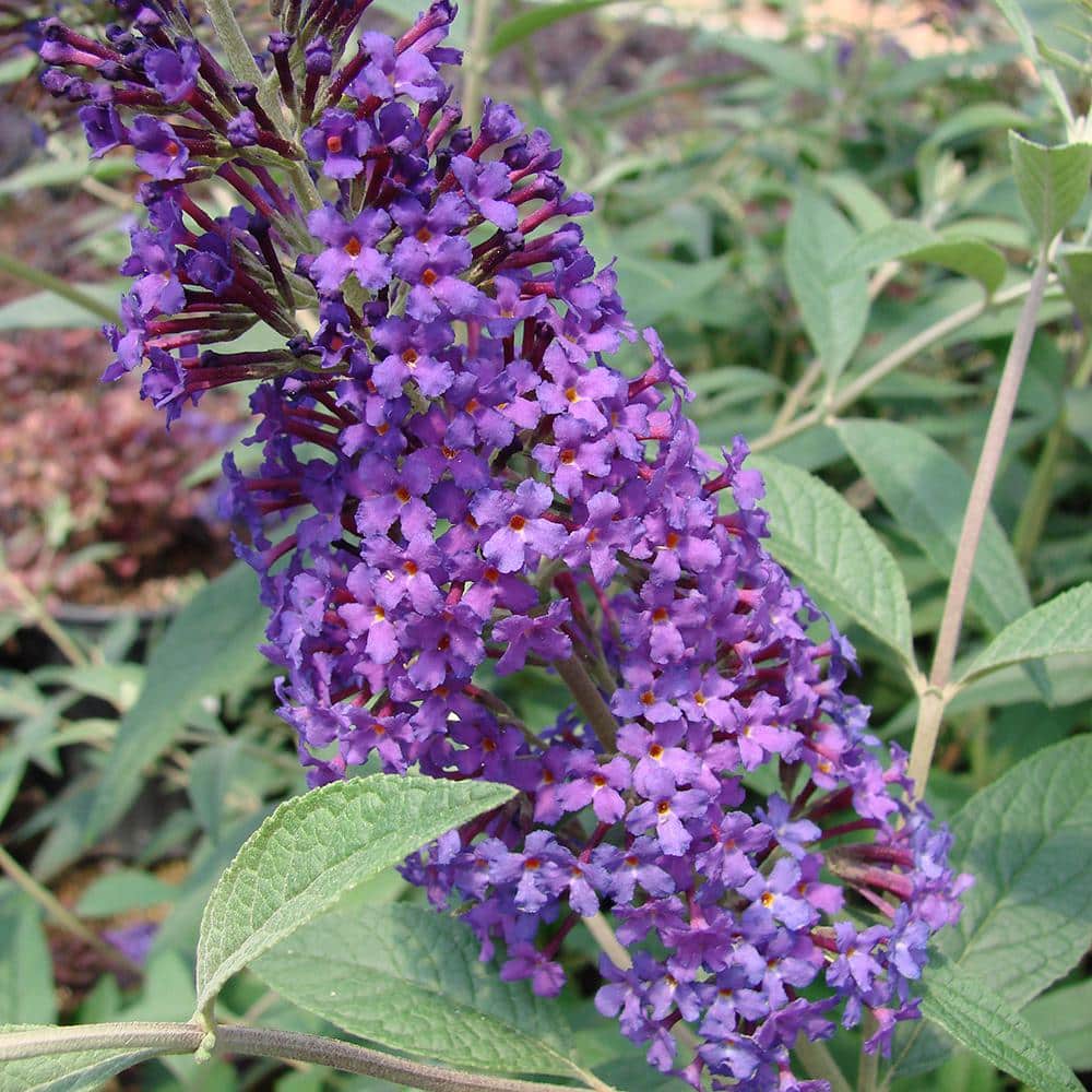 2 Gal. Psychedelic Sky Butterfly Bush Flowering Shrub with Fragrant Blue Flowers - Hercitys