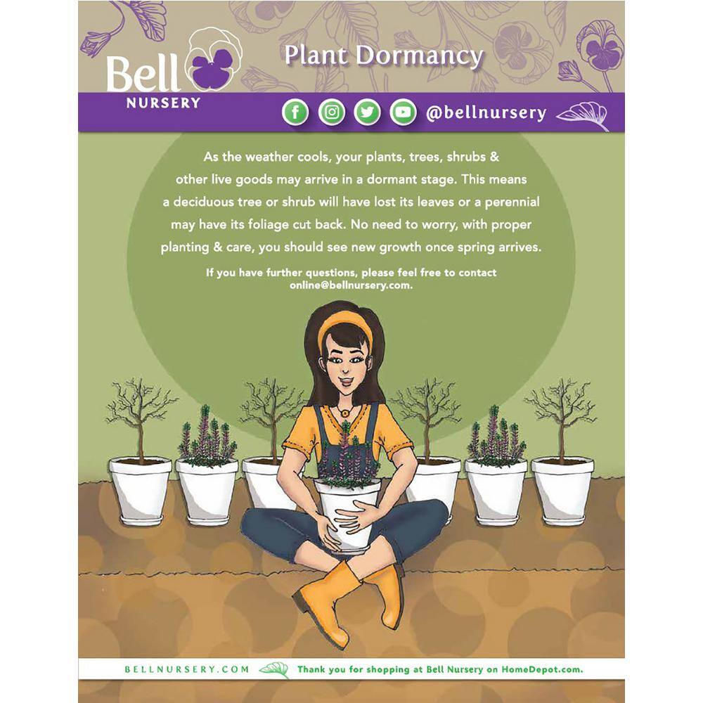 2 Gal. Peony White Live Perennial Plant (1-Pack) - Hercitys