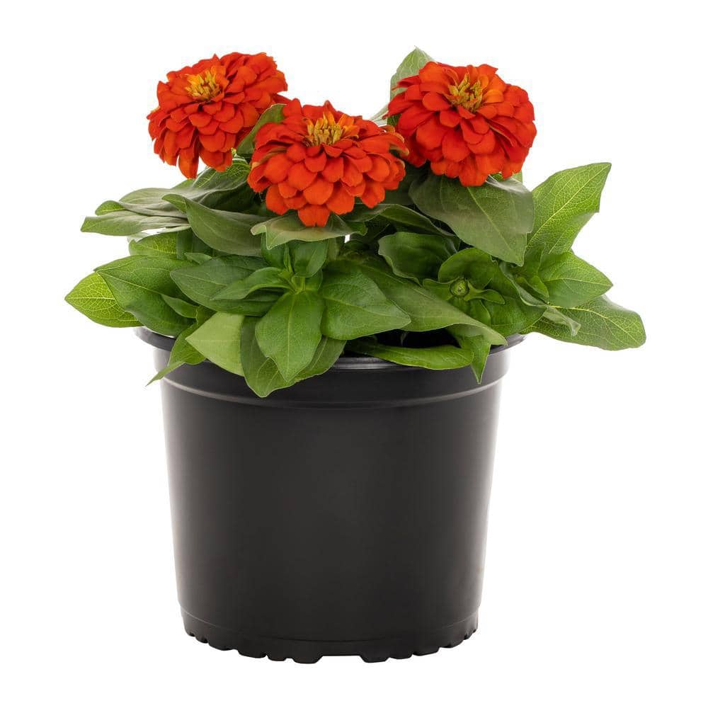 3 qt. Zinnia Red Annual Plant (2-Pack) - Hercitys