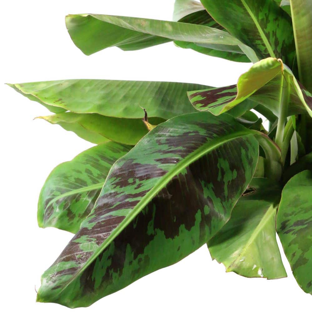 1 gal. Banana Dwarf Cavendish Perennial Plant - Hercitys