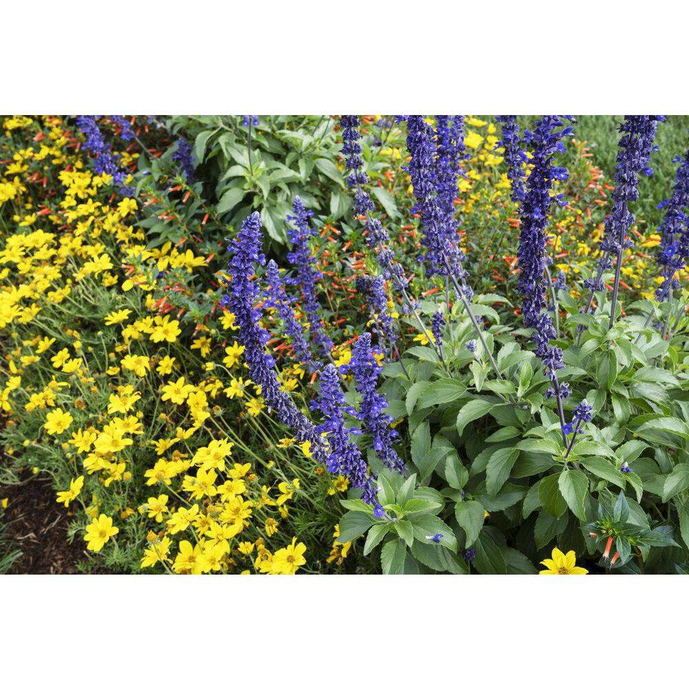 4.25 in. Eco+Grande Goldilocks Rocks (Bidens) Live Plant, Yellow Flowers (4-Pack) - Hercitys