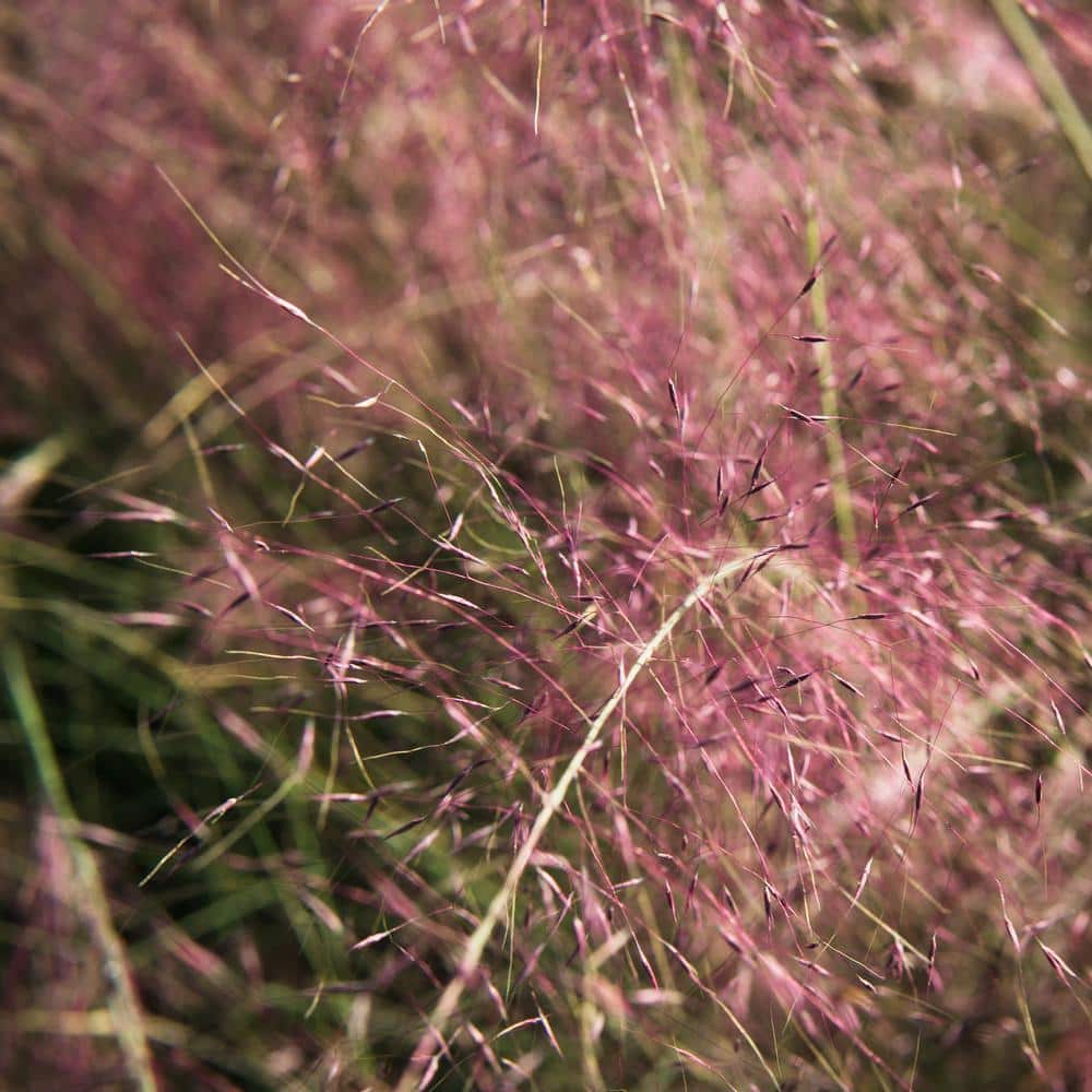 3 Gal. Pink Muhly Grass (2-Pack) - Hercitys
