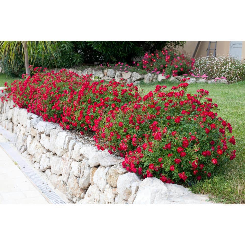3 Gal. Red Drift Rose Bush with Red Flowers - Hercitys
