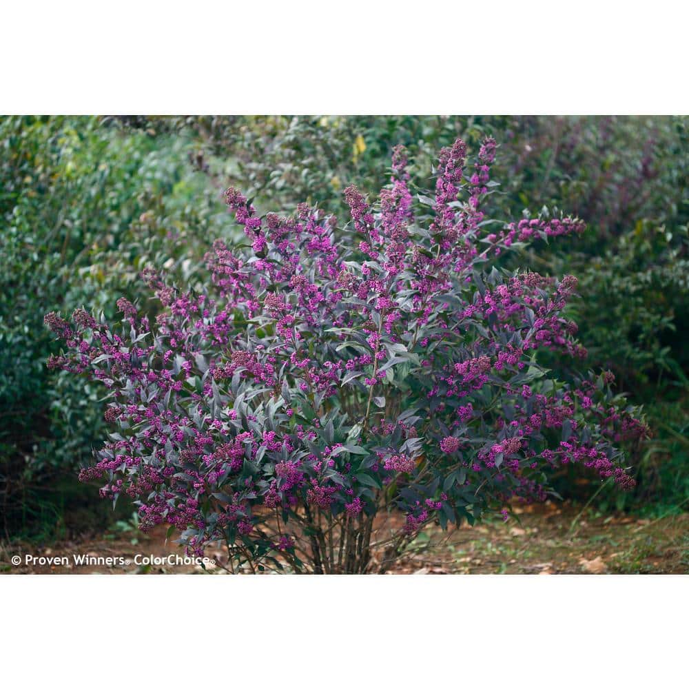 1 Gal. Pearl Glam Beautyberry Bush (Callicarpa) Live Shrub, Dark Purple Foliage and Violet-Purple Berries - Hercitys