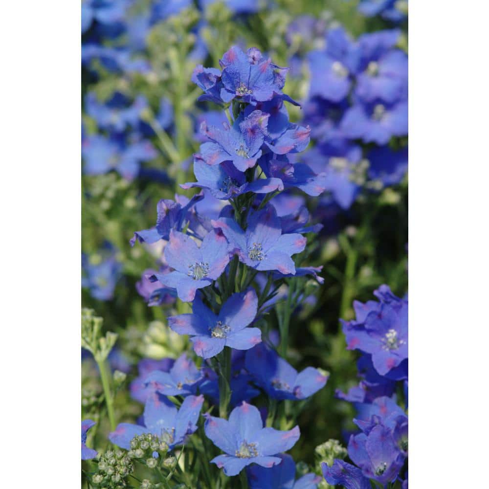 2.5 qt. Delphinium Diamonds Blue Perennial Plant with Blue Flowers-(4-Pack) - Hercitys