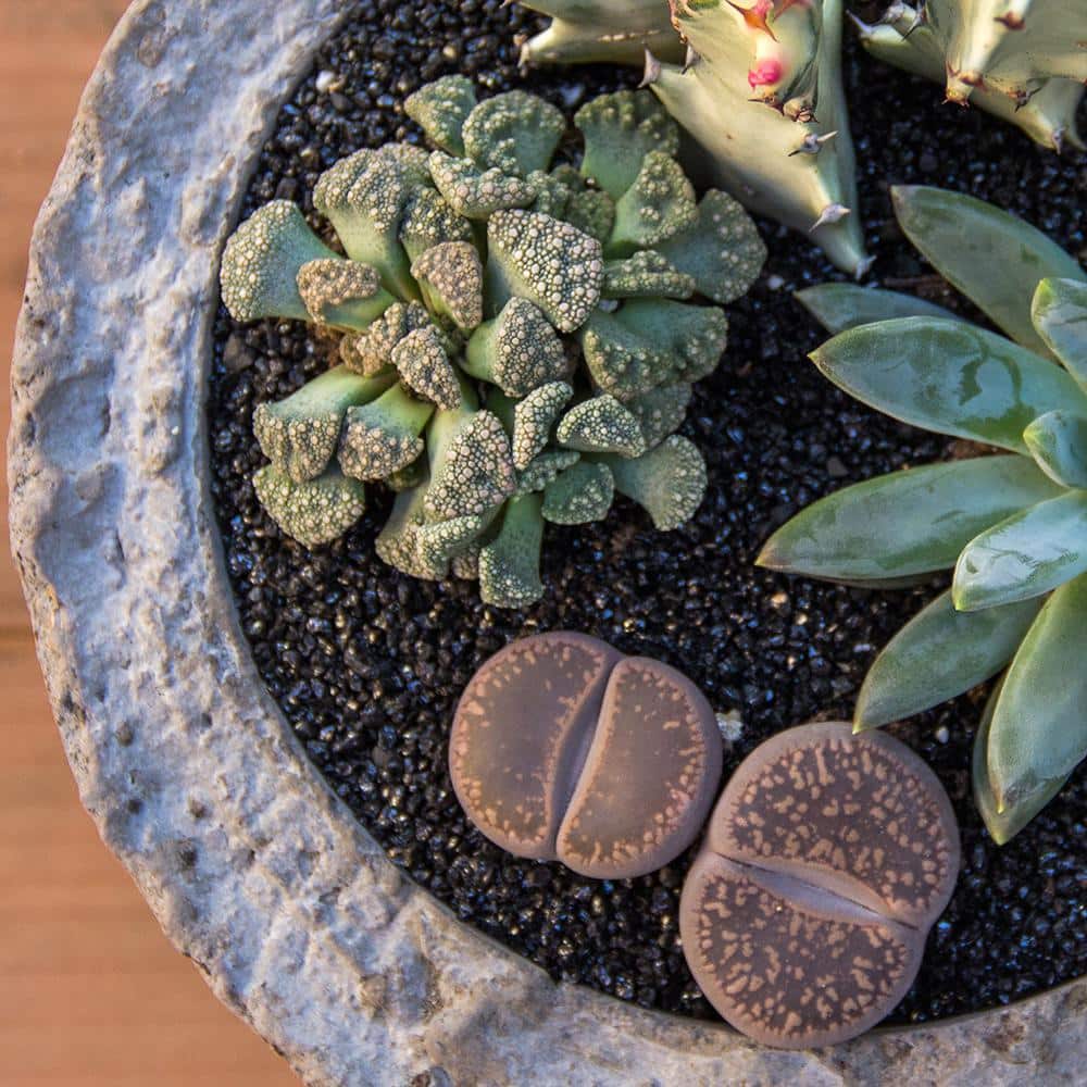 2.5 in. Lithops Plant Collection (4-Pack) - Hercitys