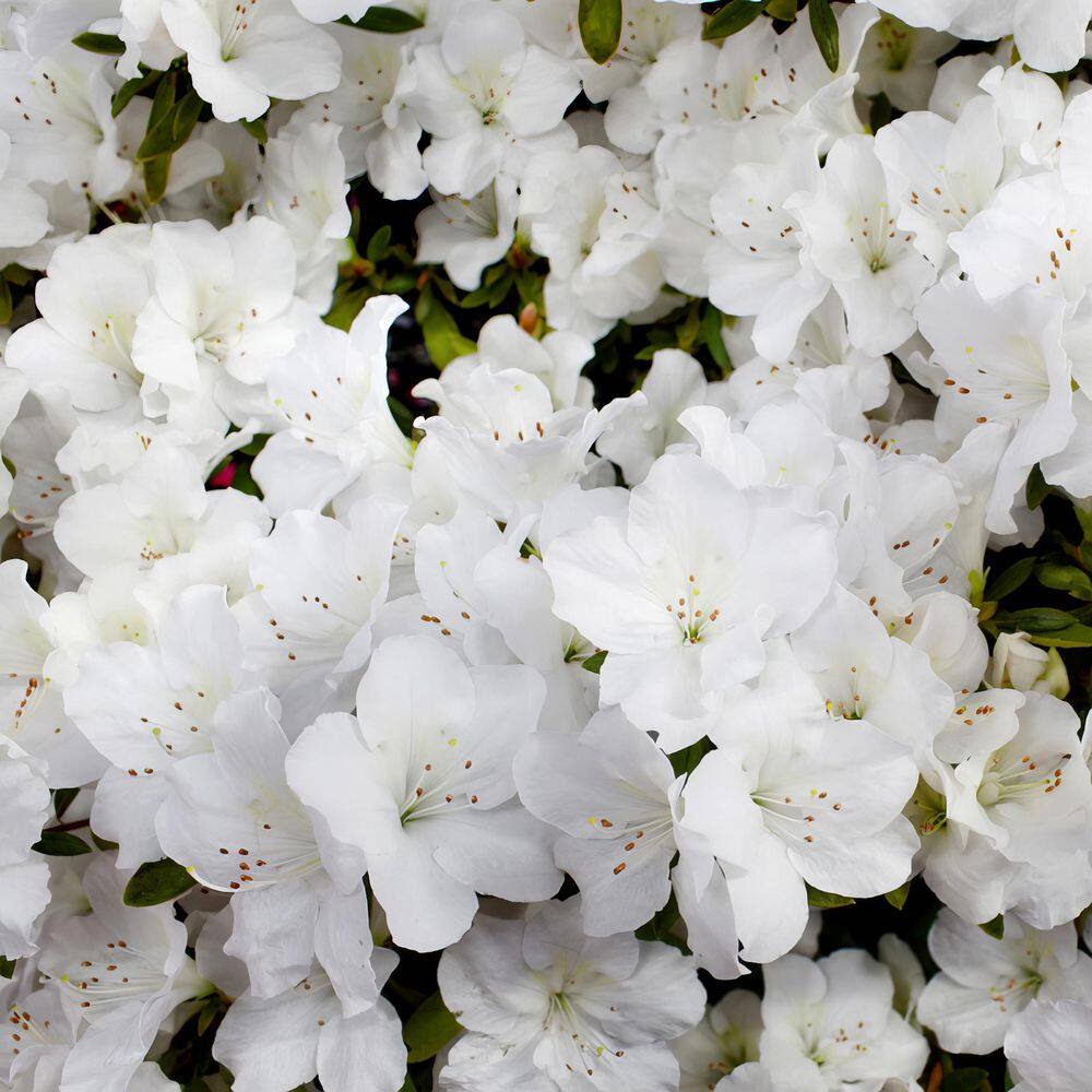 2.5 Quart Azalea ‘Deleware Valley White’ Flowering Shrub with White Flowers - Hercitys