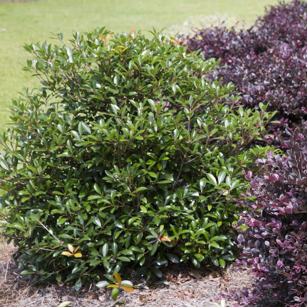 3 Gal. Bronze Beauty Cleyera – Live Compact Evergreen Shrub, Glossy Foliage - Hercitys