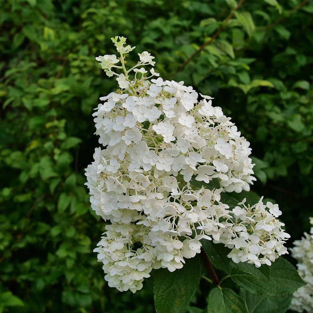 1 Gal. Puffer Fish Panicle Hydrangea (Paniculata), Live Plant, Shrub, White to Pink Flowers - Hercitys